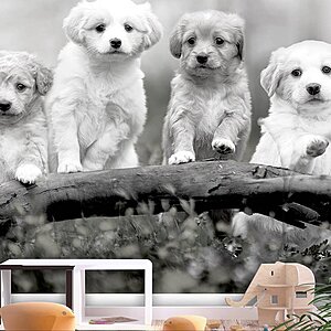 Фототапет с четири малки кученца на черно-бял фон-интериор