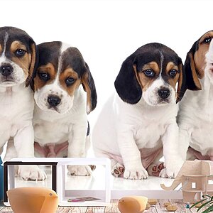 Фототапет с малки кученца бийгълс-интериор